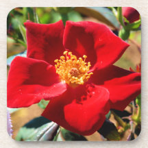 Rosen-Korken-Untersetzer