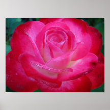 Rosen-Plakat