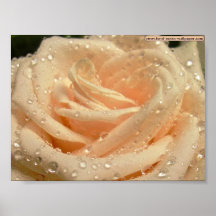 Rosen-Plakat