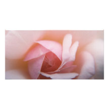Rosen-Rosen-Rosen Fotokarten