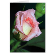 Rosenknospe nach Regen-Anmerkungs-Karte