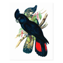 Rot angebunden, schwarze (Banksian) Cockatoos. Postkarten