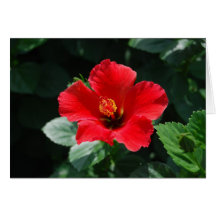 Rot - heißer Hibiskus-alles Gute zum Geburtstag Grußkarte