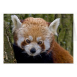 Rote Bandit-Karte