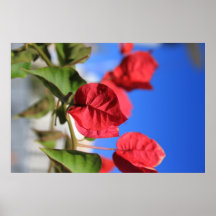 Rote Blatt-Pflanze Posterdrucke