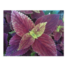 Rote Blatt-Pflanzen-Postkarte
