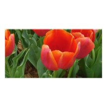 Rote Blumen Fotokarten