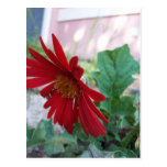 Rote Blumen-Postkarten