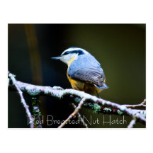 Rote Breasted Nuss-Luken-Postkarte