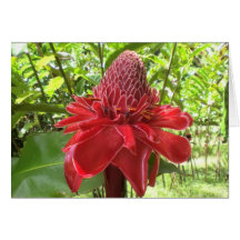 Rote Fackel-Ingwer-Karte