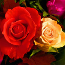 Rote gelbe Rosen-Foto-Skulptur Photo Skulpturen