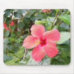 Rote Hibiskus-Blume in tropischem Honolulu, Hawaii Mousepad