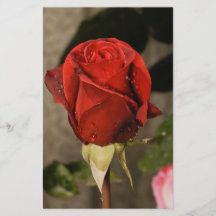 Rote hybride Tee-Rose Camp David Bedruckte Flyer