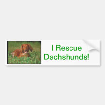 Rote langhaarige Dackel Auto Sticker