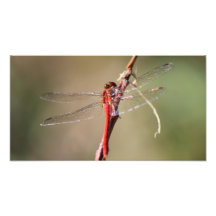 Rote Libelle Photographie