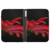 Rote Makrogerbera-Blume