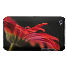 Rote Makrogerbera-Blume iPod Case-Mate Hüllen
