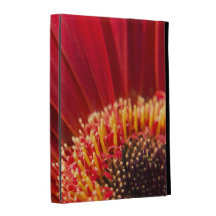 Rote Makrogerbera-Gänseblümchen-Blume