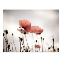 Rote Mohnblumen-Blumen Postkarte