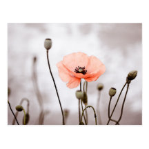 Rote Mohnblumen-Blumen Postkarte