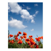 Rote Mohnblumen-Blumen Postkarte