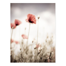 Rote Mohnblumen-Blumen Postkarte