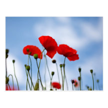 Rote Mohnblumen-Blumen Postkarte