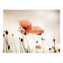 Rote Mohnblumen-Blumen Postkarte