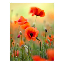 Rote Mohnblumen-Blumen Postkarte