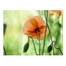 Rote Mohnblumen-Blumen Postkarten