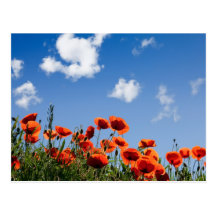 Rote Mohnblumen-Blumen Postkarten