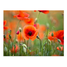 Rote Mohnblumen-Blumen Postkarten