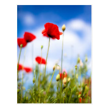 Rote Mohnblumen-Blumen Postkarten