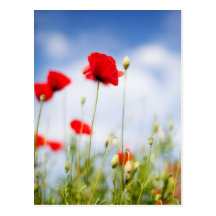 Rote Mohnblumen-Blumen Postkarten