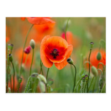 Rote Mohnblumen-Blumen Postkarten