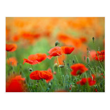 Rote Mohnblumen-Blumen Postkarten