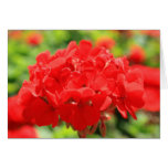 Rote Pelargonie-Blumen-Gruß-Karte, Anmerkungs-Kart