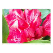 Rote Rhododendron-Blumen-Nahaufnahme Visitenkarten