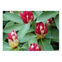 Rote Rhododendron-Knospen Visitenkarten Vorlage