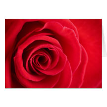 Rote Rose gefaltete Karte
