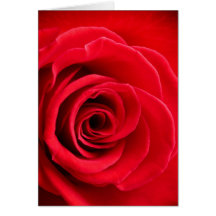 Rote Rose gefaltete Karte
