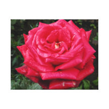 rote rose gespannter galerie druck