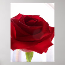 Rote Rose Poster