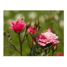 rote Rosen Postkarten