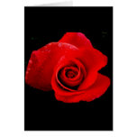 Rote Rote Rose Karte