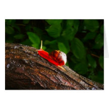Rote Schnecke Grußkarten