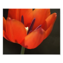 Rote Tulpe Fotodrucke