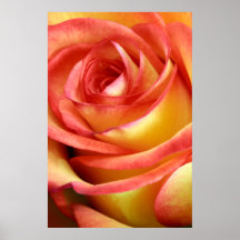 rote und gelbe Rose Posterdrucke