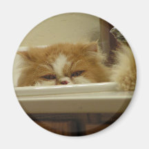 Rote weiße persische Katze Magnete