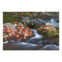 Roter Ahorn verlässt Teppich die Felsen in Photographischer Druck